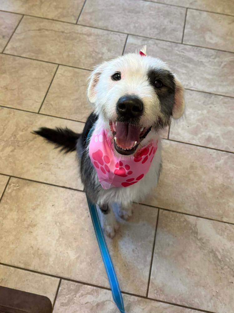 Sprinkle Cookie thumbnail 2