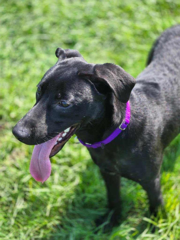 Enlarge MAX - RED COLLAR, a Adoptable mixed breed in Moberly, MO image 1/4
