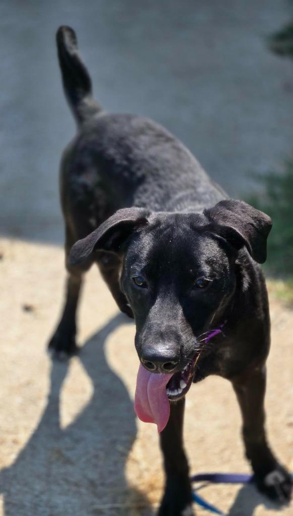 Enlarge MAX - RED COLLAR, a Adoptable mixed breed in Moberly, MO image 2/4