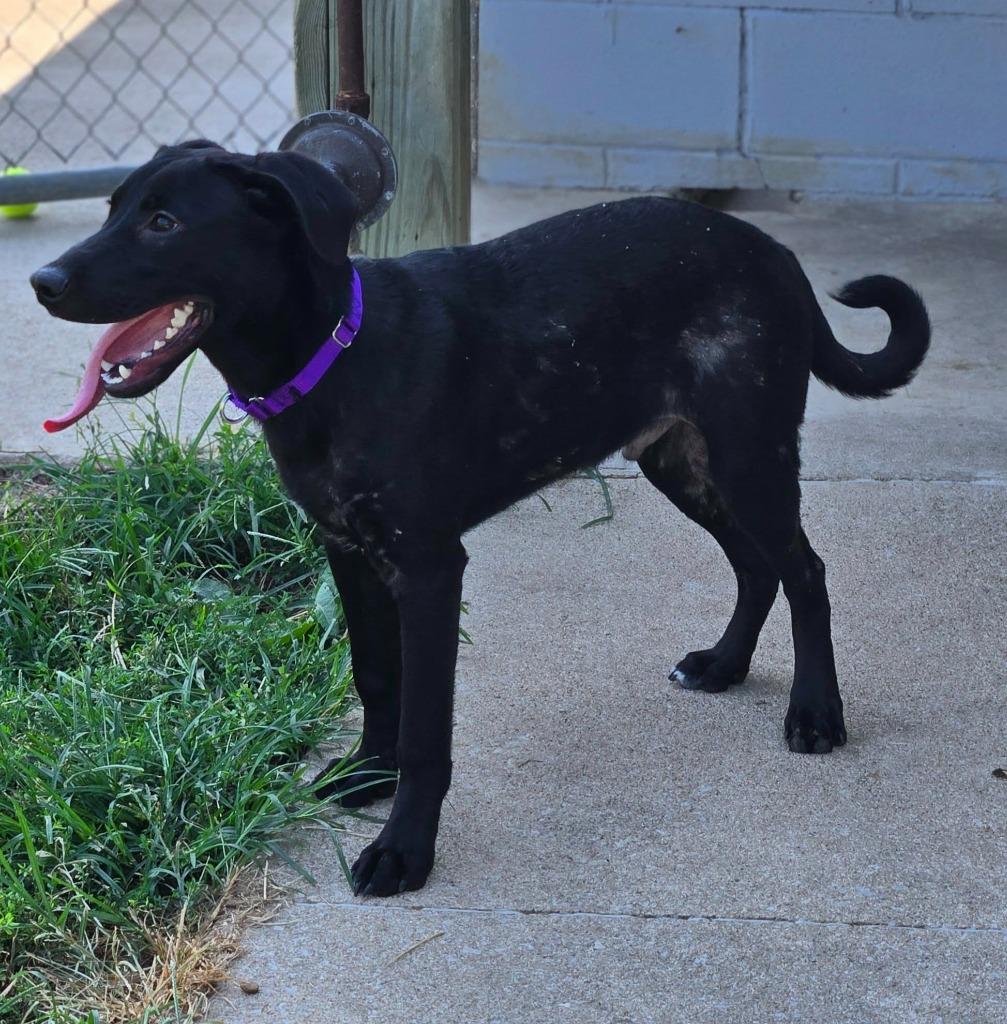 Enlarge MAX - RED COLLAR, a Adoptable mixed breed in Moberly, MO image 3/4
