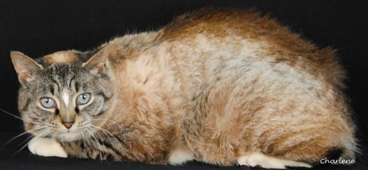 Kova, ADOPTABLE, Adult Female Domestic Short Hair.
