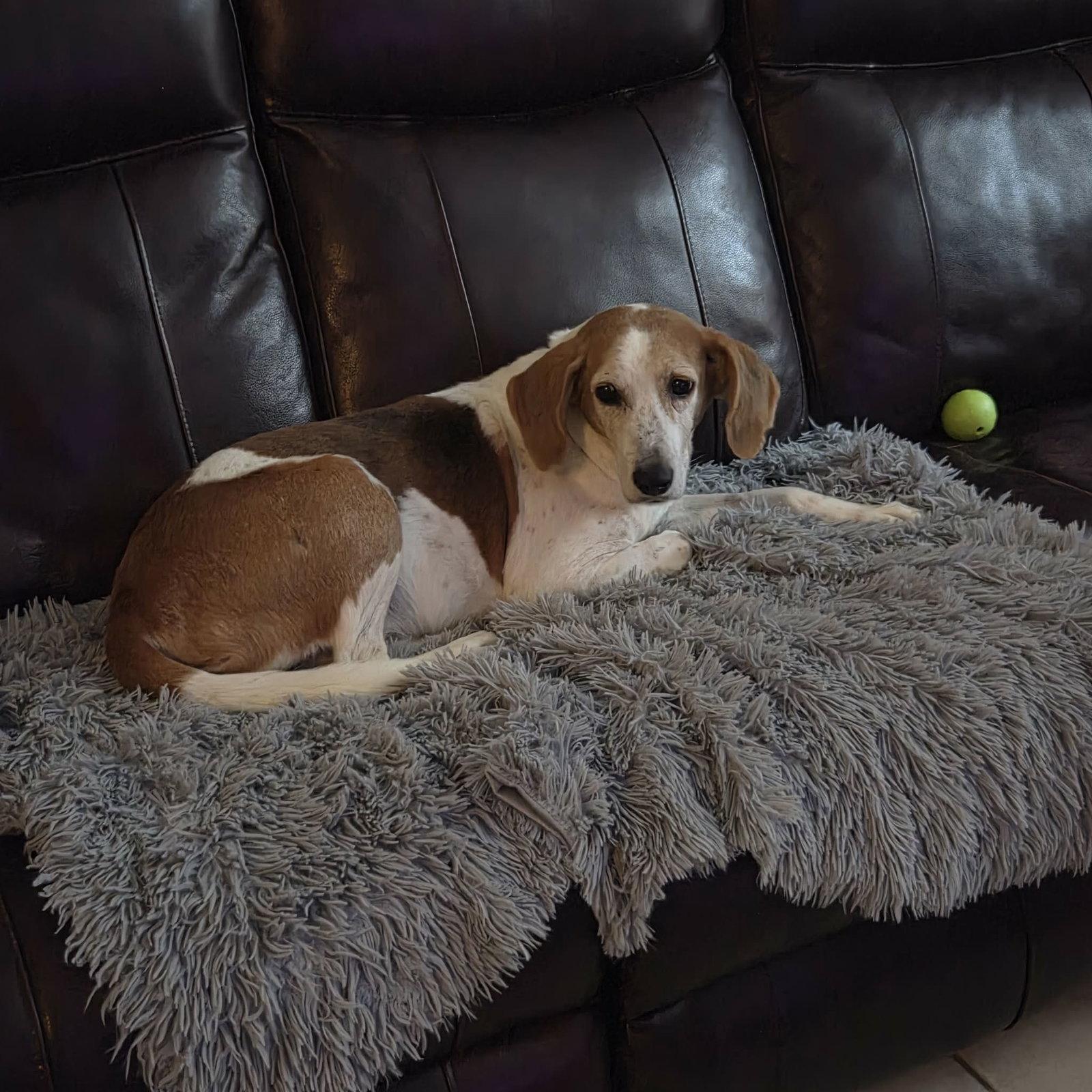 Duncan Hines, Adoptable, Adult Male Hound.