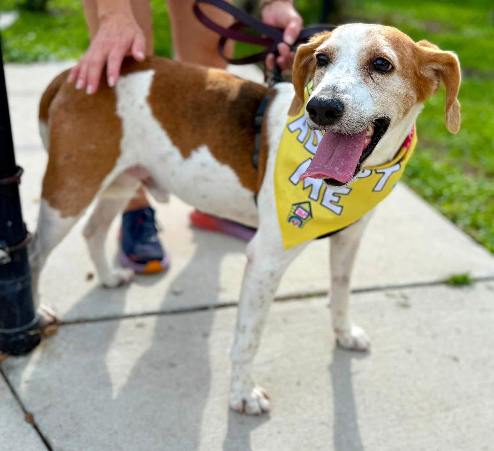 Duncan Hines, a Adoptable Hound in Tampa, FL image 2/3
