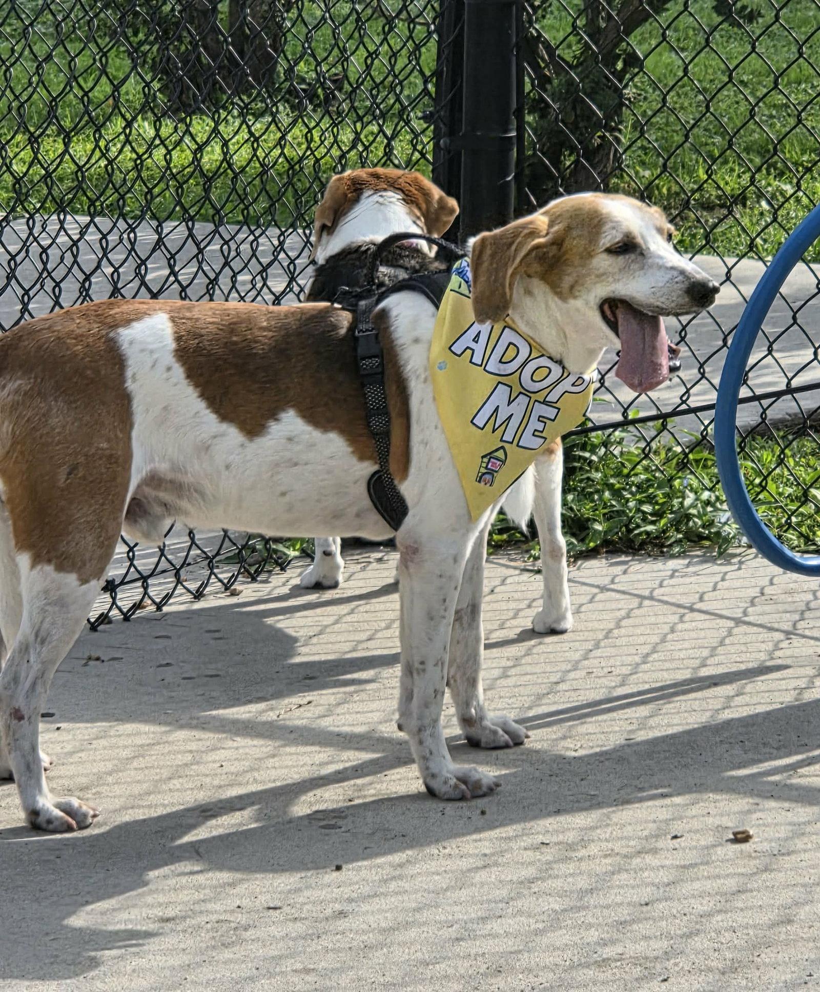 Duncan Hines, a Adoptable Hound in Tampa, FL image 3/3