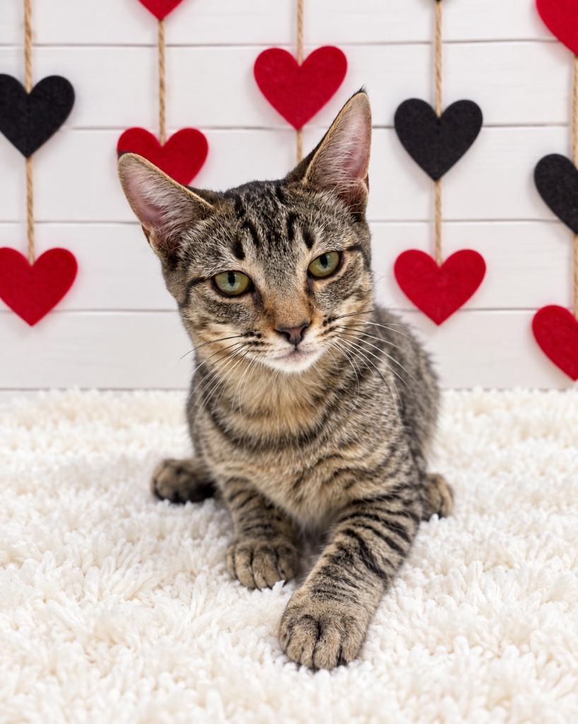 Jacks, Adoptable, Kitten Male Domestic Short Hair.