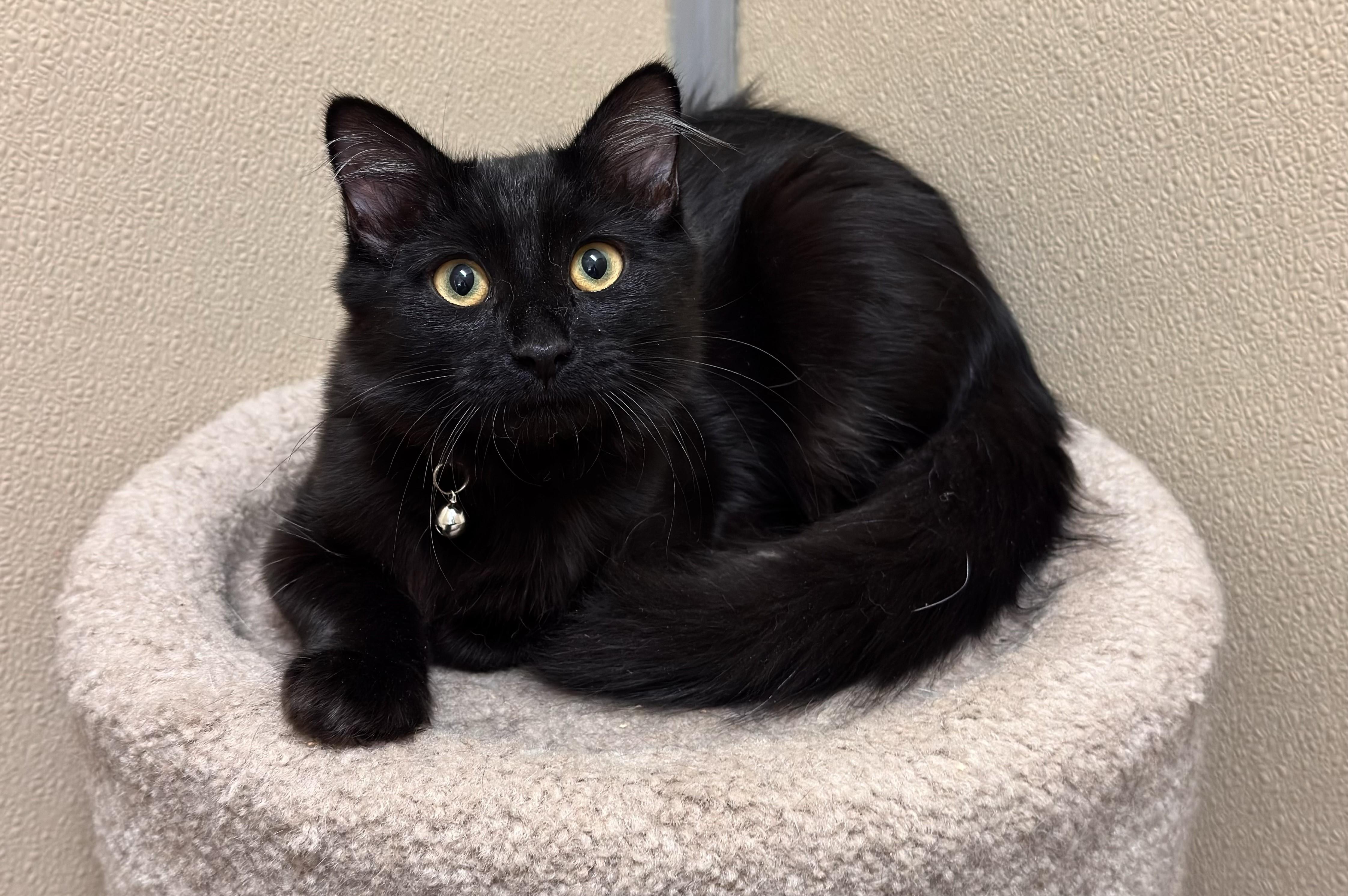 Enlarge Ellie , an adopted Domestic Medium Hair in Kearneysville, WV image 4/4