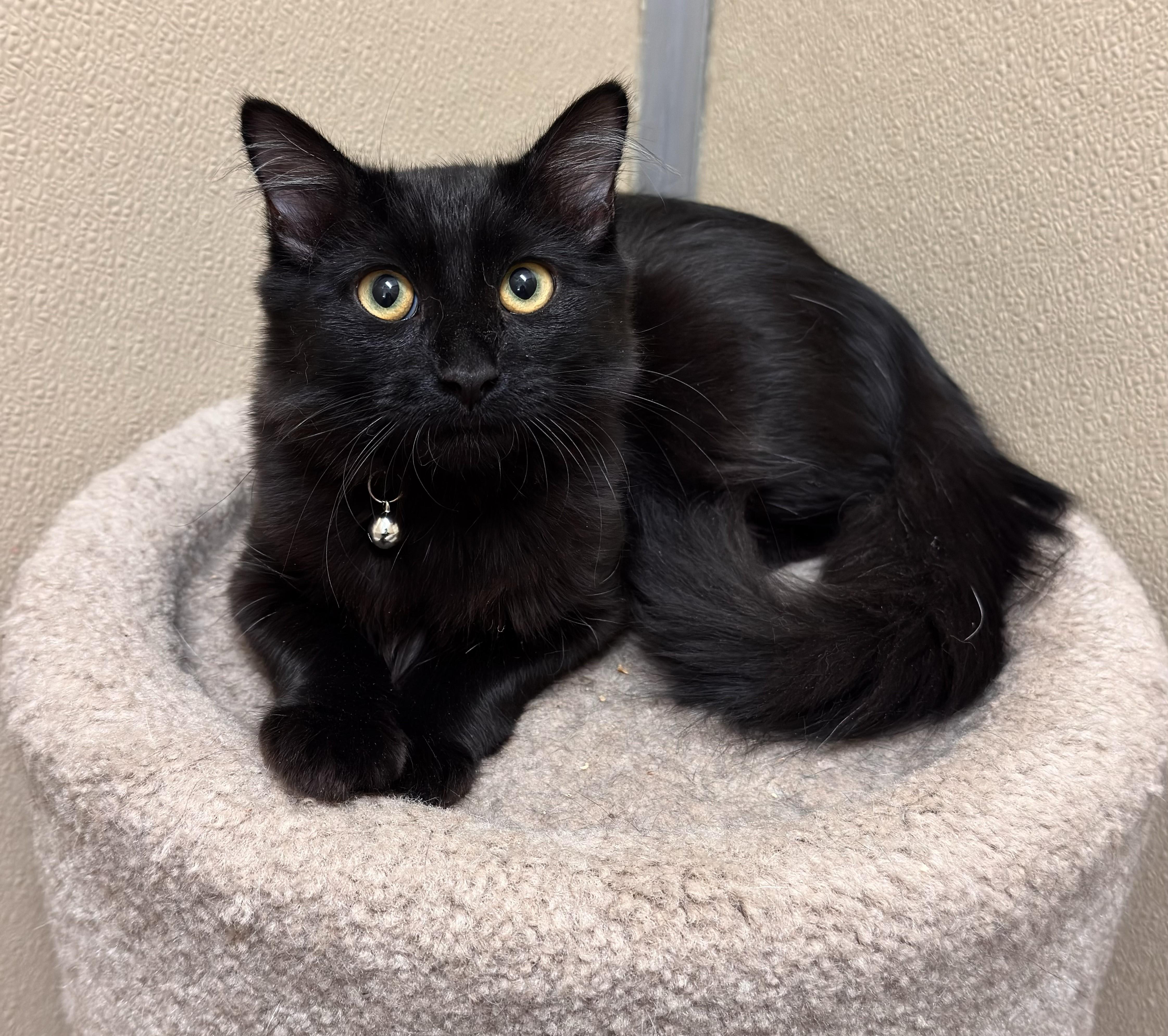 Enlarge Ellie , an adopted Domestic Medium Hair in Kearneysville, WV image 2/4