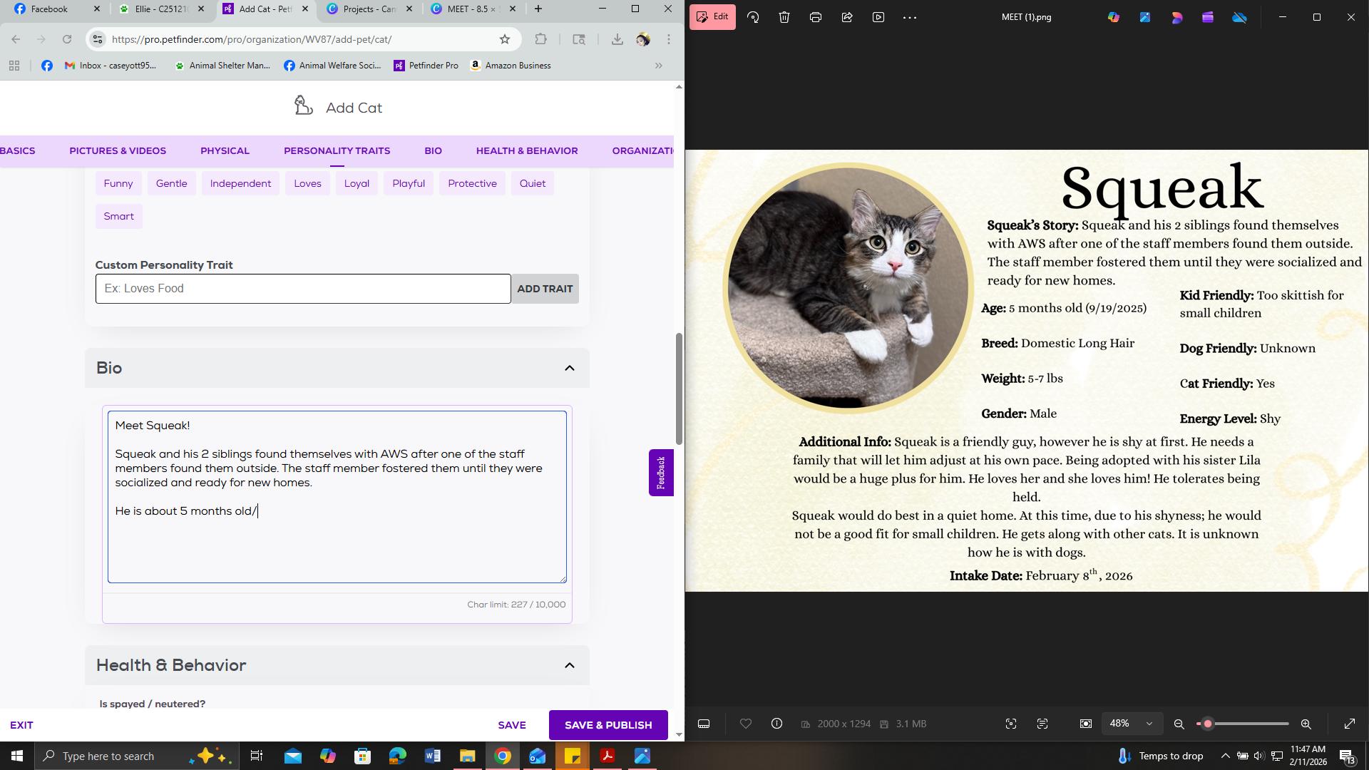 Enlarge Ellie , an adopted Domestic Medium Hair in Kearneysville, WV image 3/4