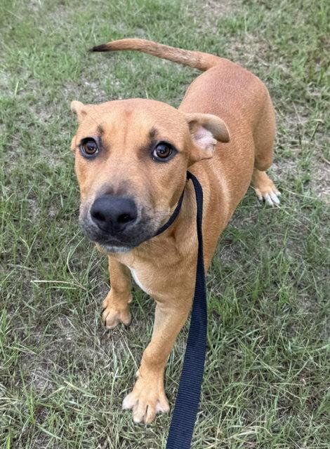 Johnny, Adoptable, Young Male Labrador Retriever.