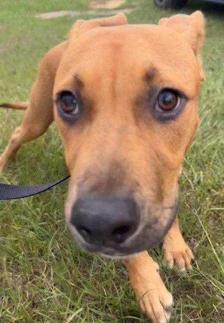 Enlarge Johnny, a Adoptable Labrador Retriever in Tarrytown, GA image 2/3