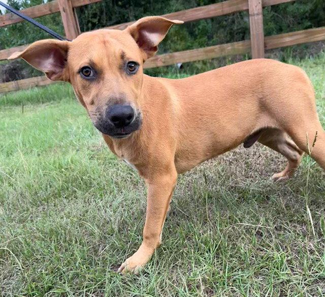 Enlarge Johnny, a Adoptable Labrador Retriever in Tarrytown, GA image 3/3