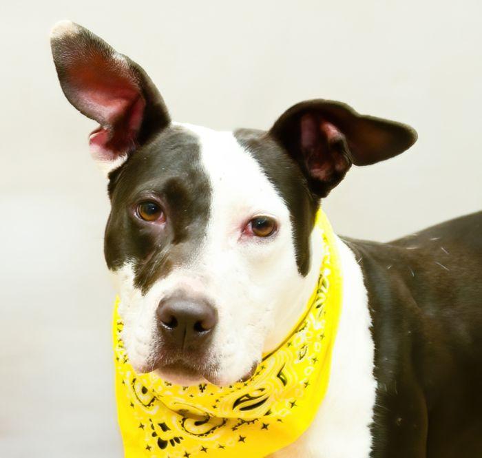 Pesto, a Adoptable mixed breed in Sanford, FL image 1/2