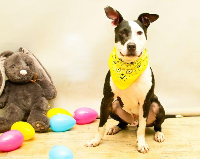 Pesto, a Adoptable mixed breed in Sanford, FL image 2/2