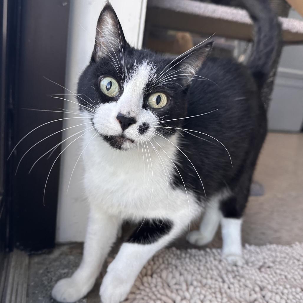 Enlarge Jo, a Adoptable Domestic Short Hair in Mount Vernon, IN image 1/6
