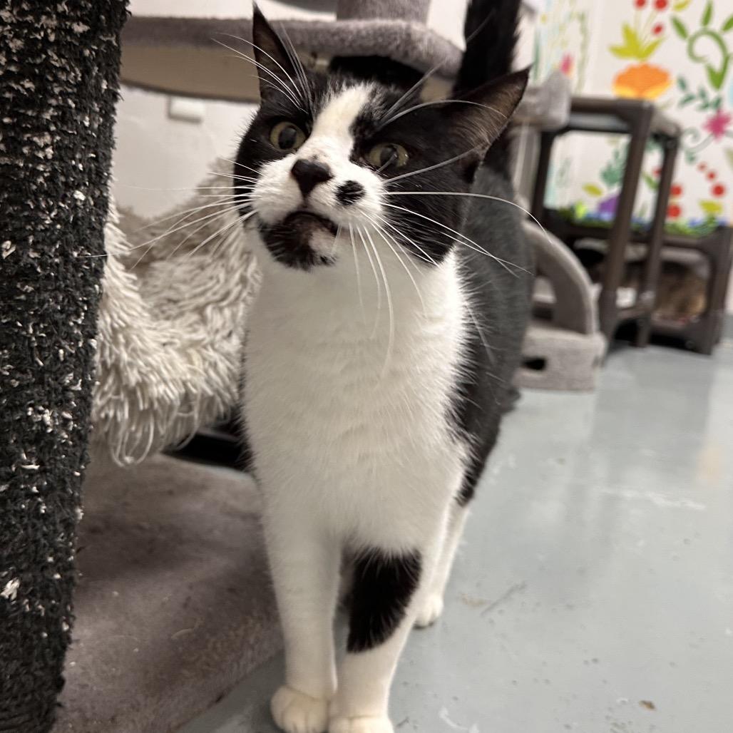 Enlarge Jo, a Adoptable Domestic Short Hair in Mount Vernon, IN image 2/6