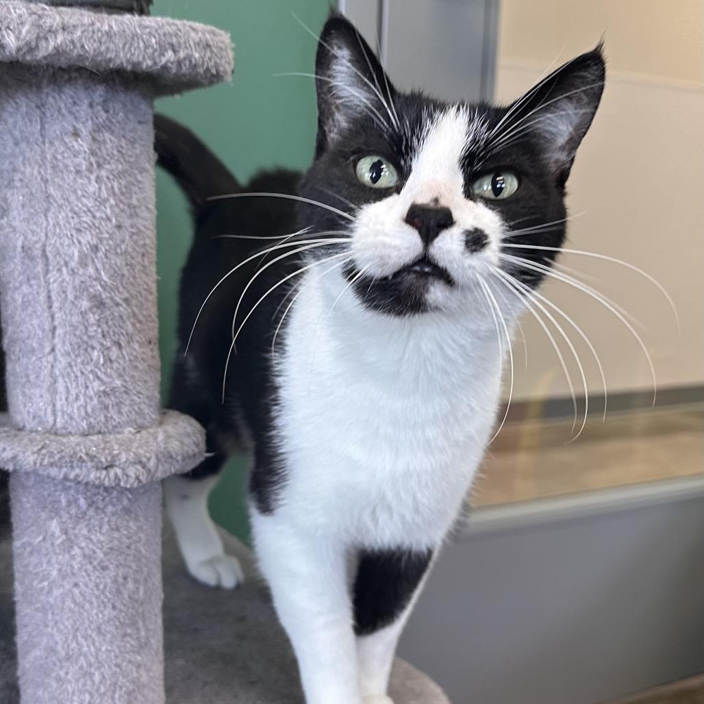 Enlarge Jo, a Adoptable Domestic Short Hair in Mount Vernon, IN image 3/6
