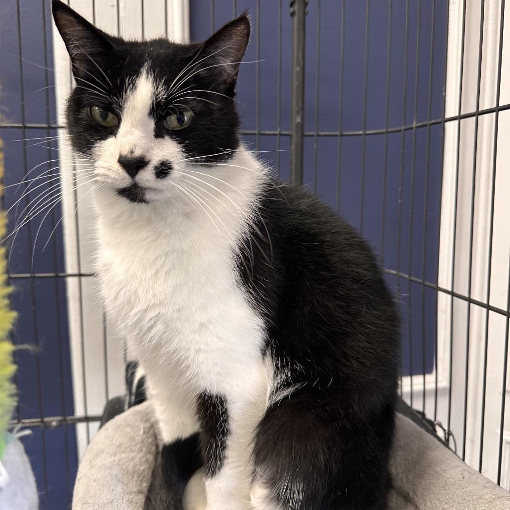 Enlarge Jo, a Adoptable Domestic Short Hair in Mount Vernon, IN image 4/6