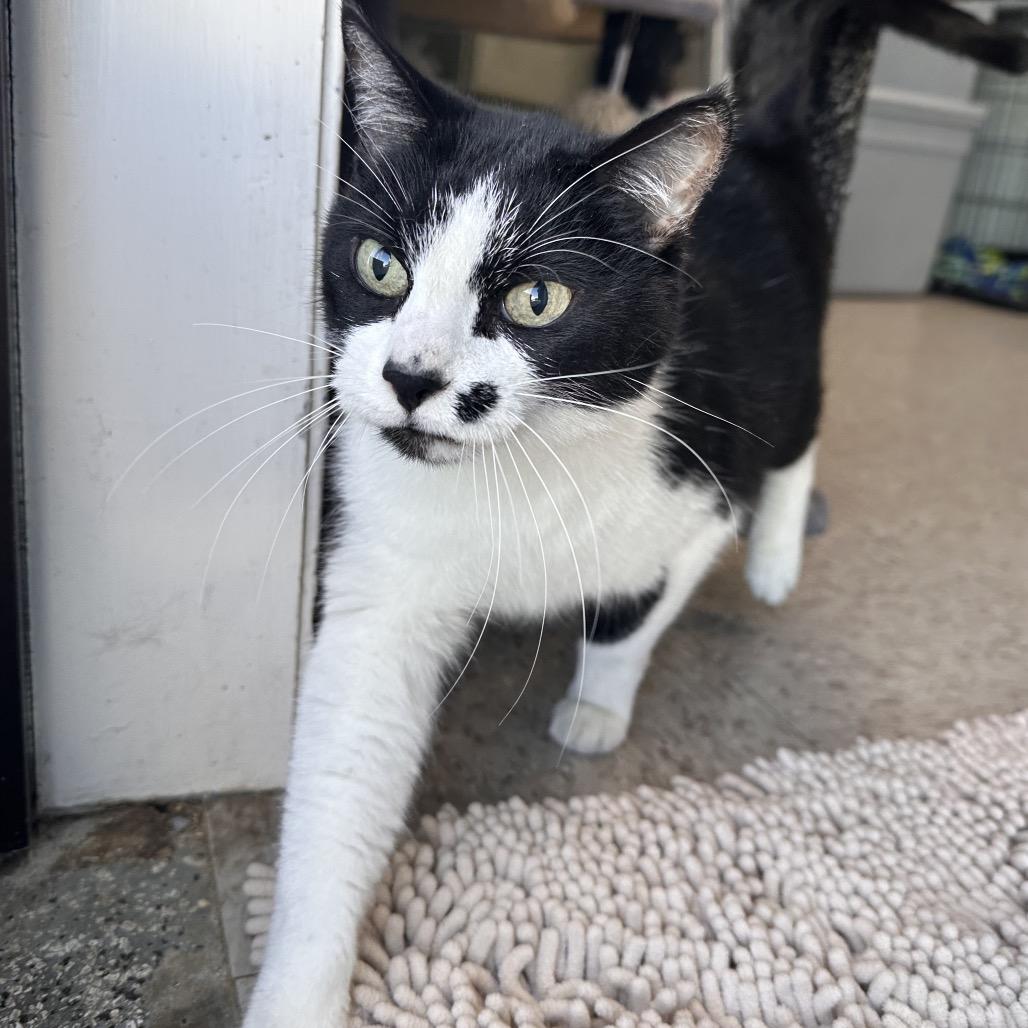 Enlarge Jo, a Adoptable Domestic Short Hair in Mount Vernon, IN image 5/6