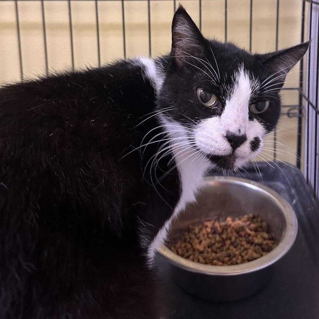 Enlarge Jo, a Adoptable Domestic Short Hair in Mount Vernon, IN image 6/6