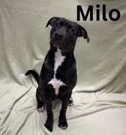 Enlarge Milo, a Adoptable mixed breed in Pleasantville, NJ image 1/1