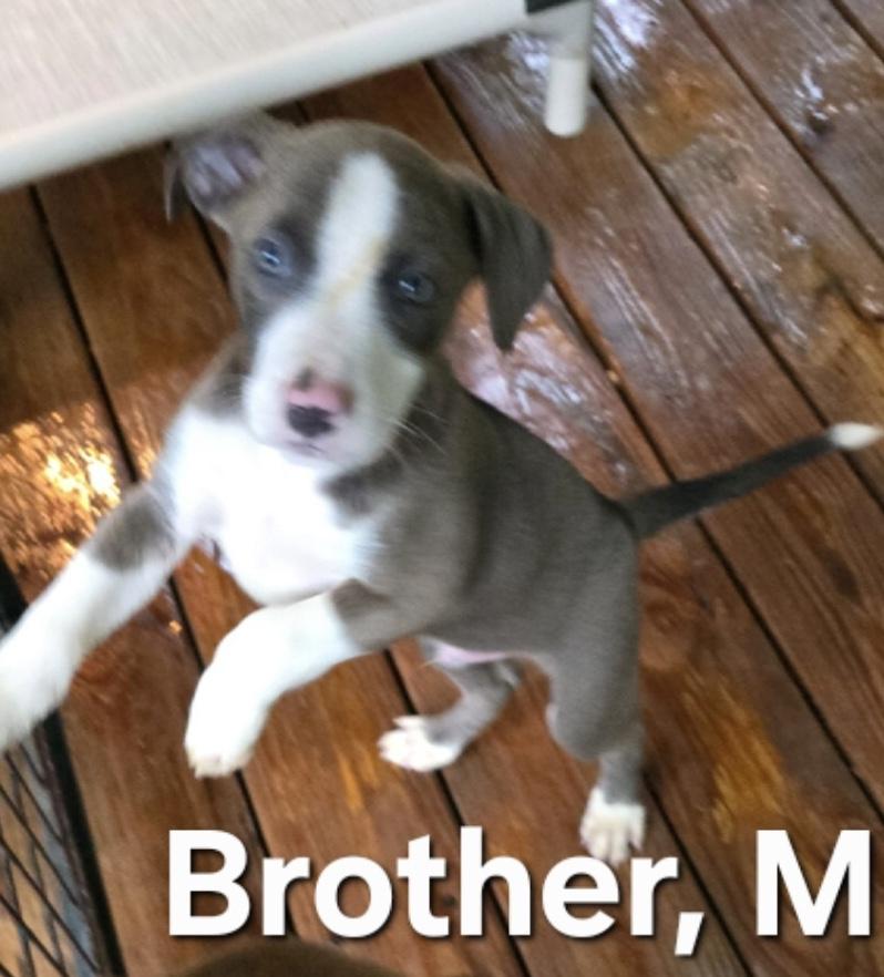 Brother, Adoptable, Puppy Male Labrador Retriever.