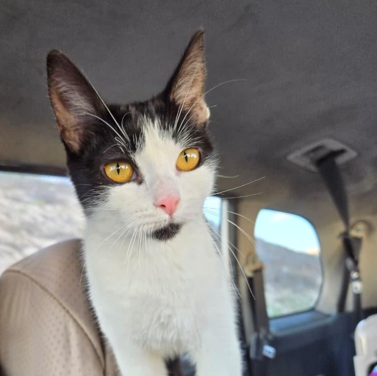 romina, Adoptable, Kitten Female Tuxedo.