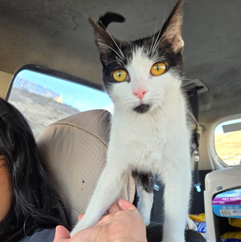 Enlarge romina, a Adoptable Tuxedo in Tijuana, BCN image 2/5