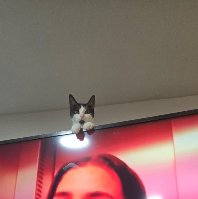 Enlarge romina, a Adoptable Tuxedo in Tijuana, BCN image 3/5