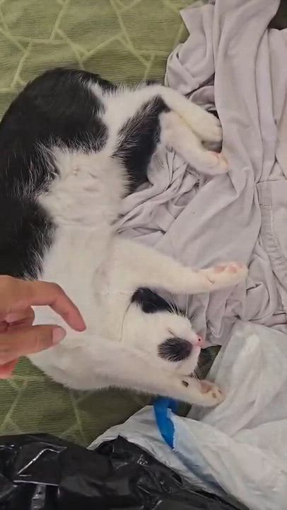 Enlarge romina, a Adoptable Tuxedo in Tijuana, BCN video 4/5