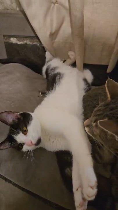 Enlarge romina, a Adoptable Tuxedo in Tijuana, BCN video 5/5