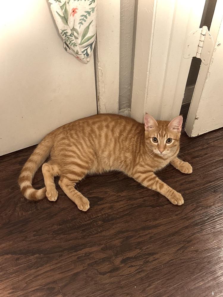 Marmalade — thumbnail 2