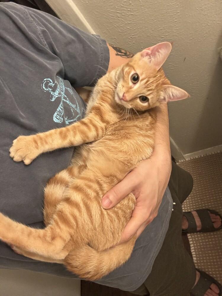 Marmalade — thumbnail 3