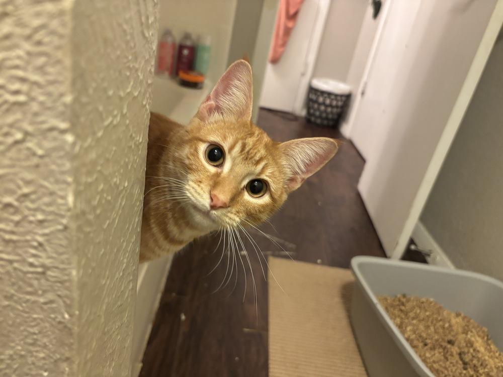 Marmalade — thumbnail 4