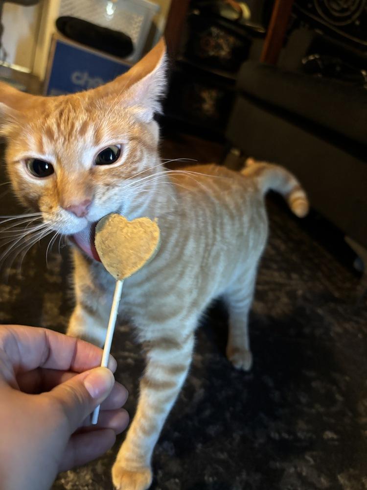 Marmalade — thumbnail 6