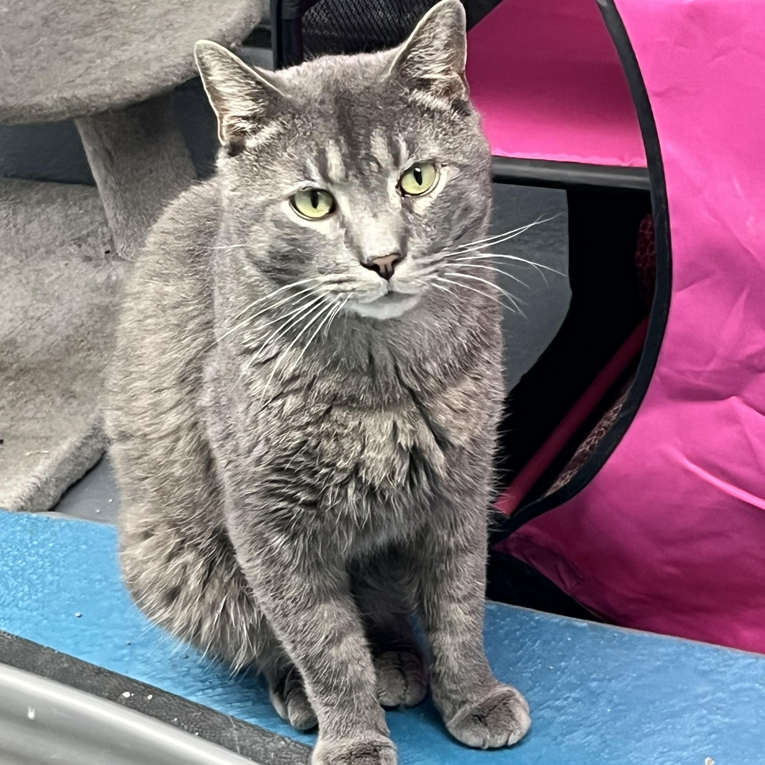 Grayson, adoptable, Adult Male Tabby.