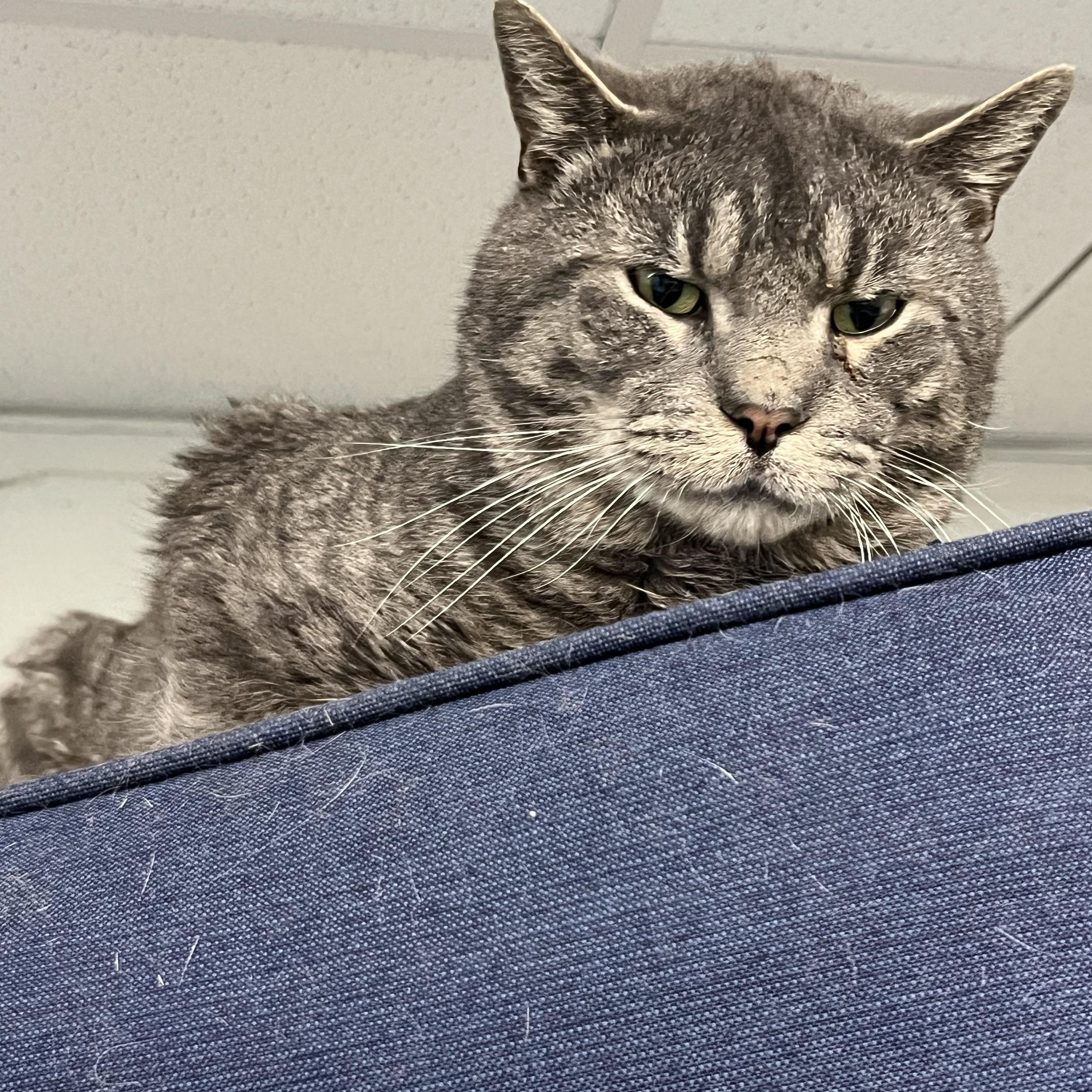Enlarge Grayson, a ADOPTABLE Tabby in Pompton Plains, NJ image 1/1