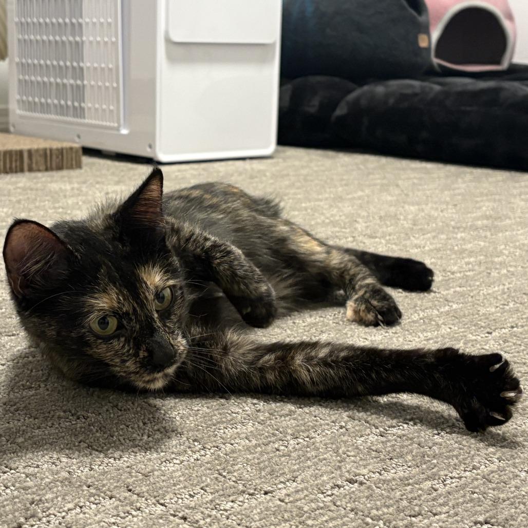 Lutz, a Adoptable Domestic Short Hair in Hailey, ID image 1/6