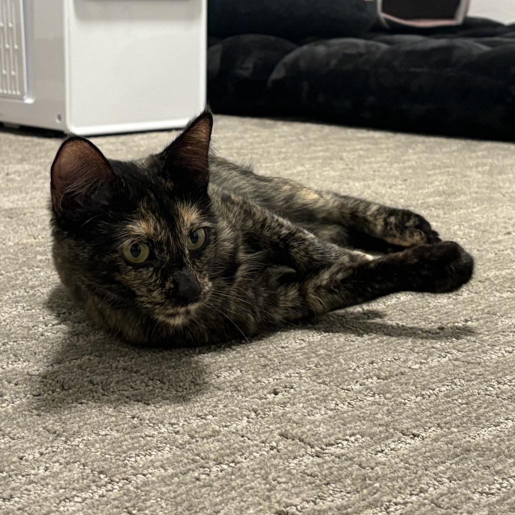 Lutz, a Adoptable Domestic Short Hair in Hailey, ID image 2/6