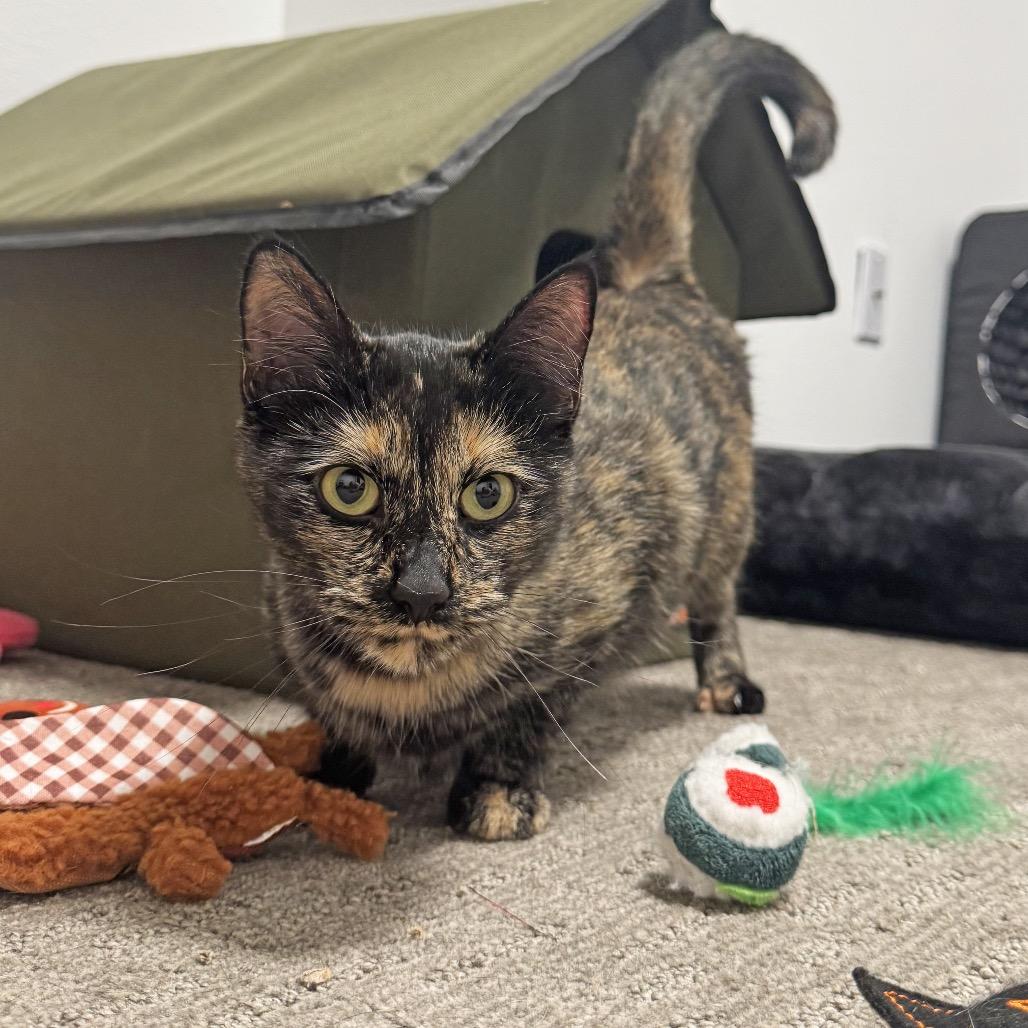 Lutz, a Adoptable Domestic Short Hair in Hailey, ID image 3/6