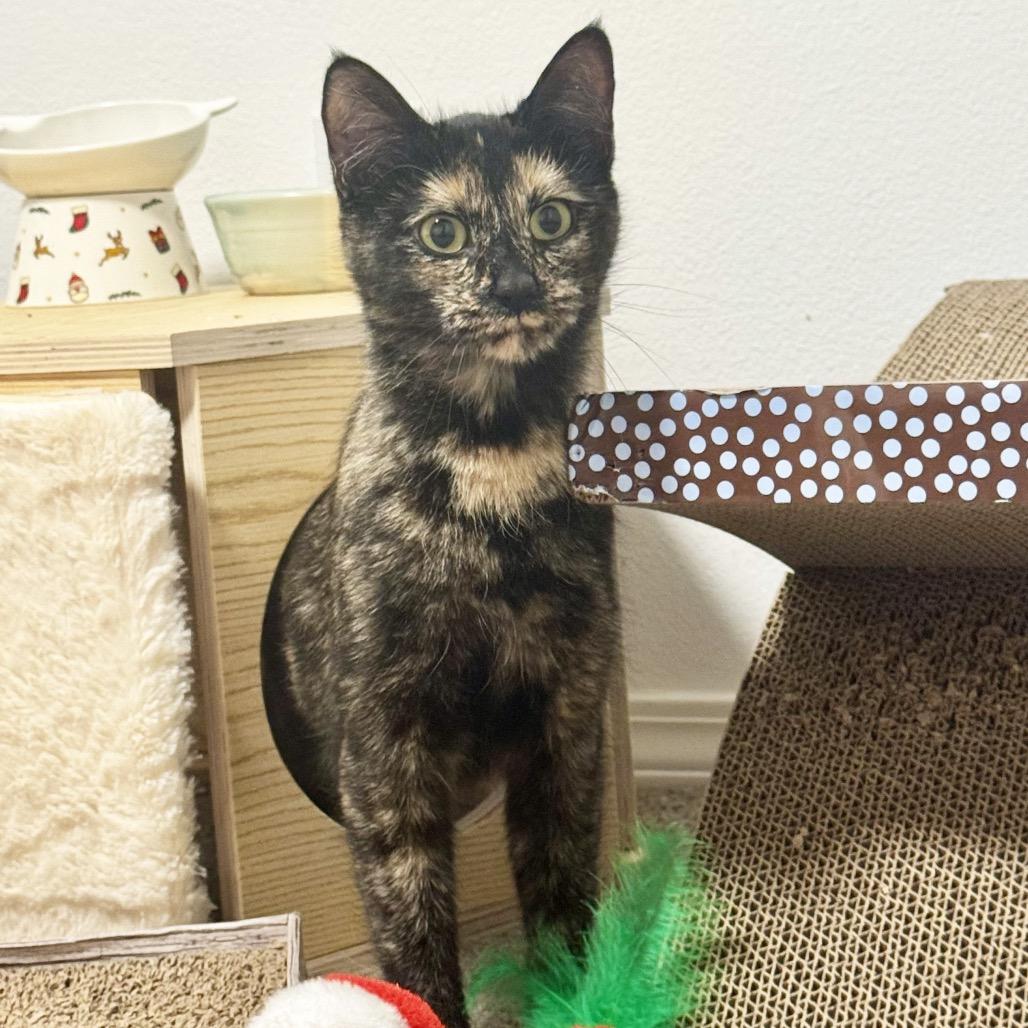 Lutz, a Adoptable Domestic Short Hair in Hailey, ID image 4/6