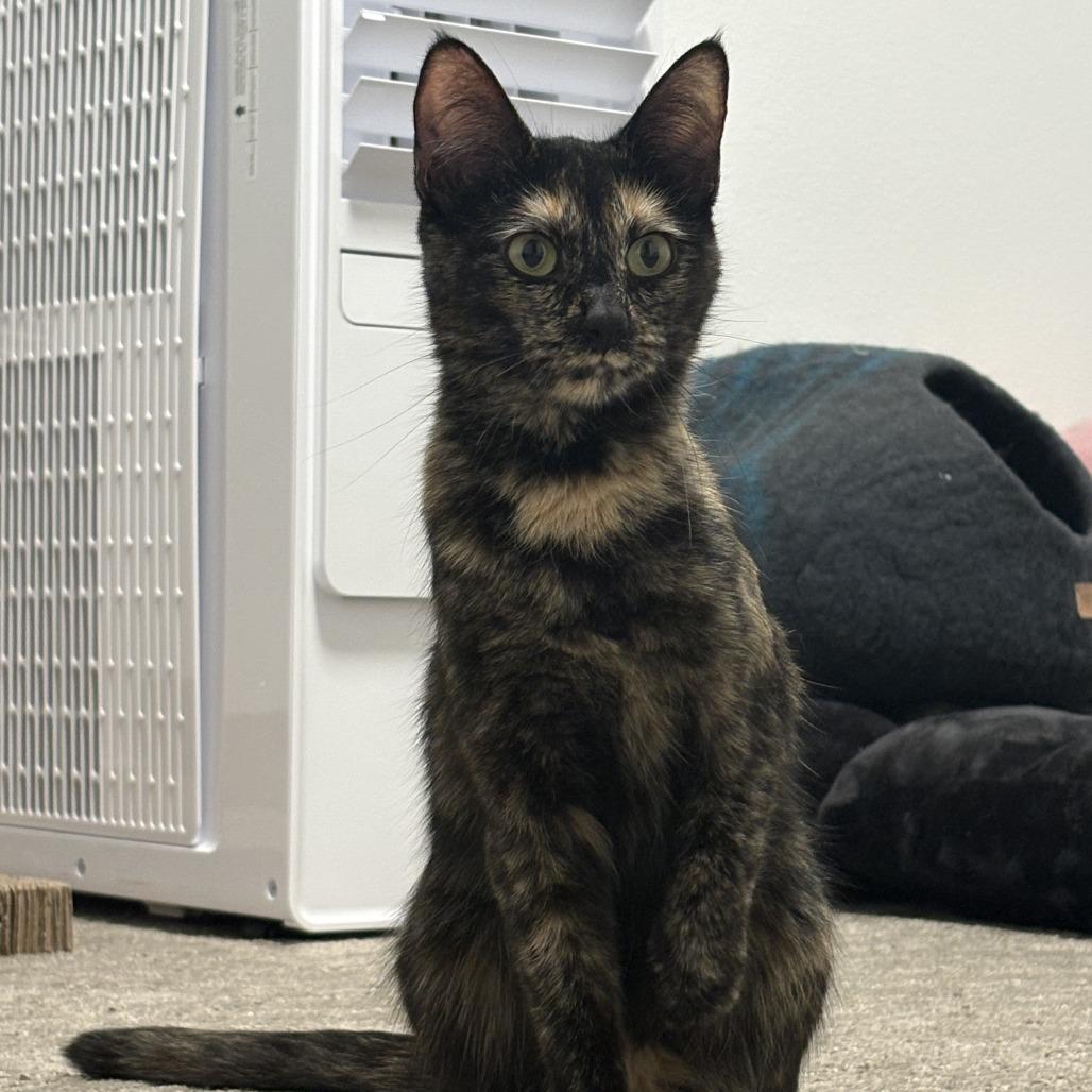 Lutz, a Adoptable Domestic Short Hair in Hailey, ID image 5/6