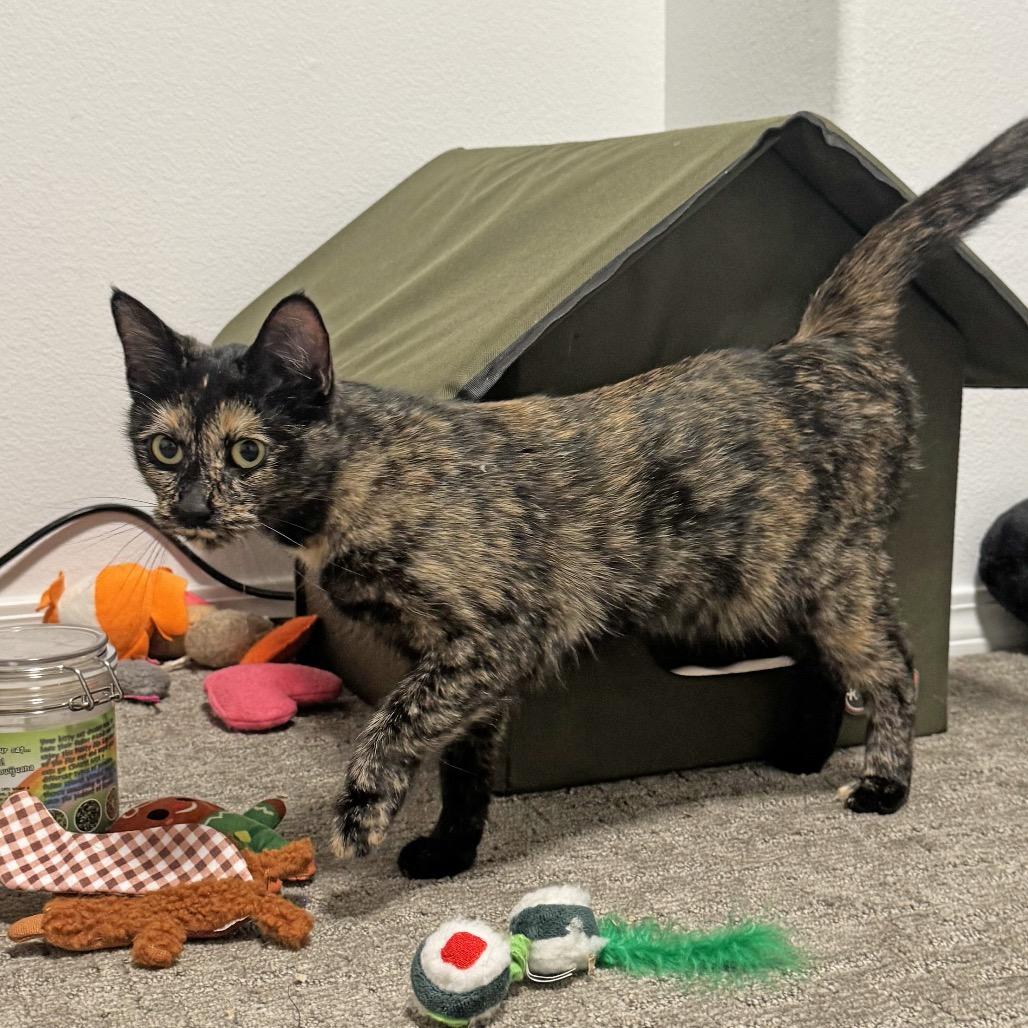 Lutz, a Adoptable Domestic Short Hair in Hailey, ID image 6/6