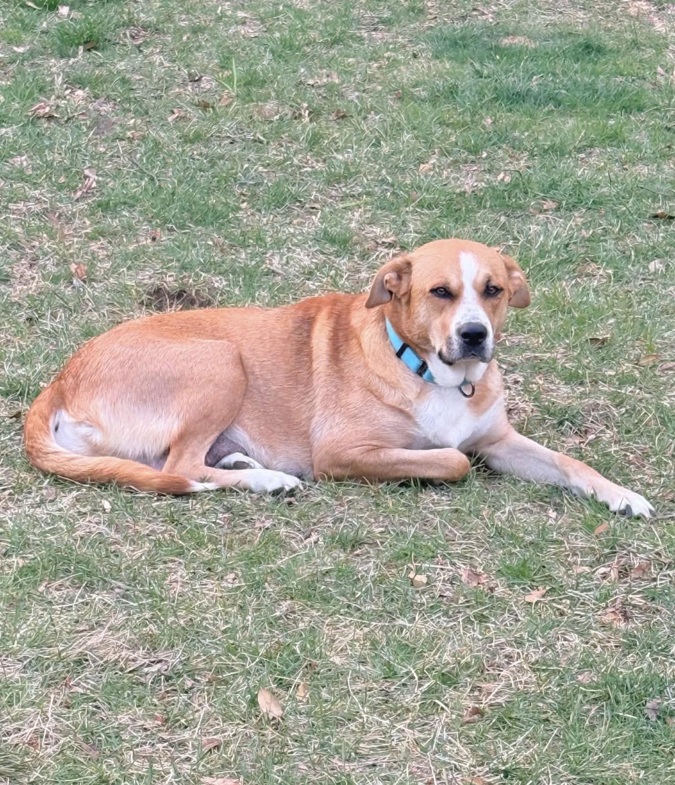 Enlarge Hazel, a Adoptable mixed breed in Annapolis, MD image 4/6
