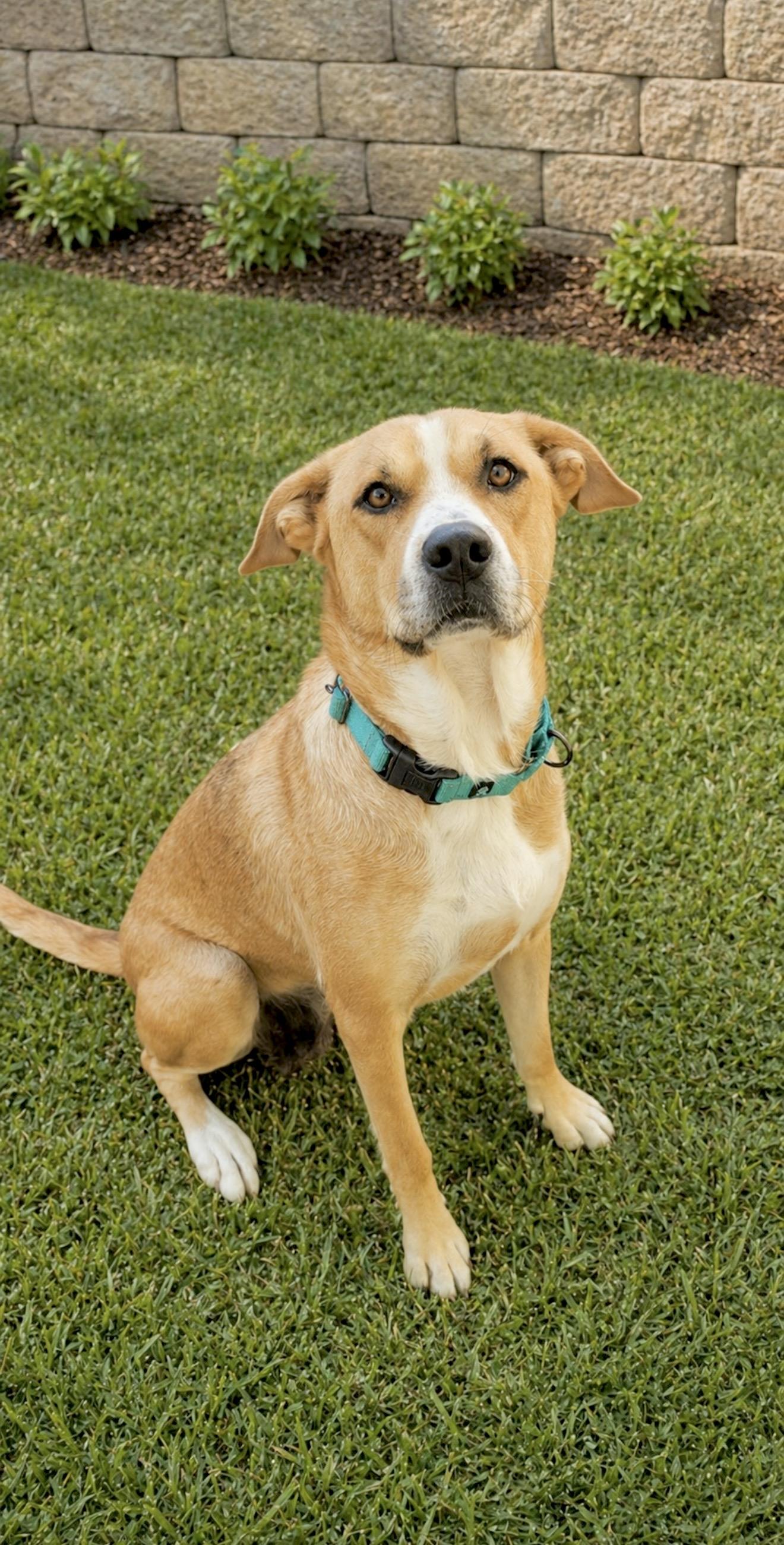 Enlarge Hazel, a Adoptable mixed breed in Annapolis, MD image 2/6