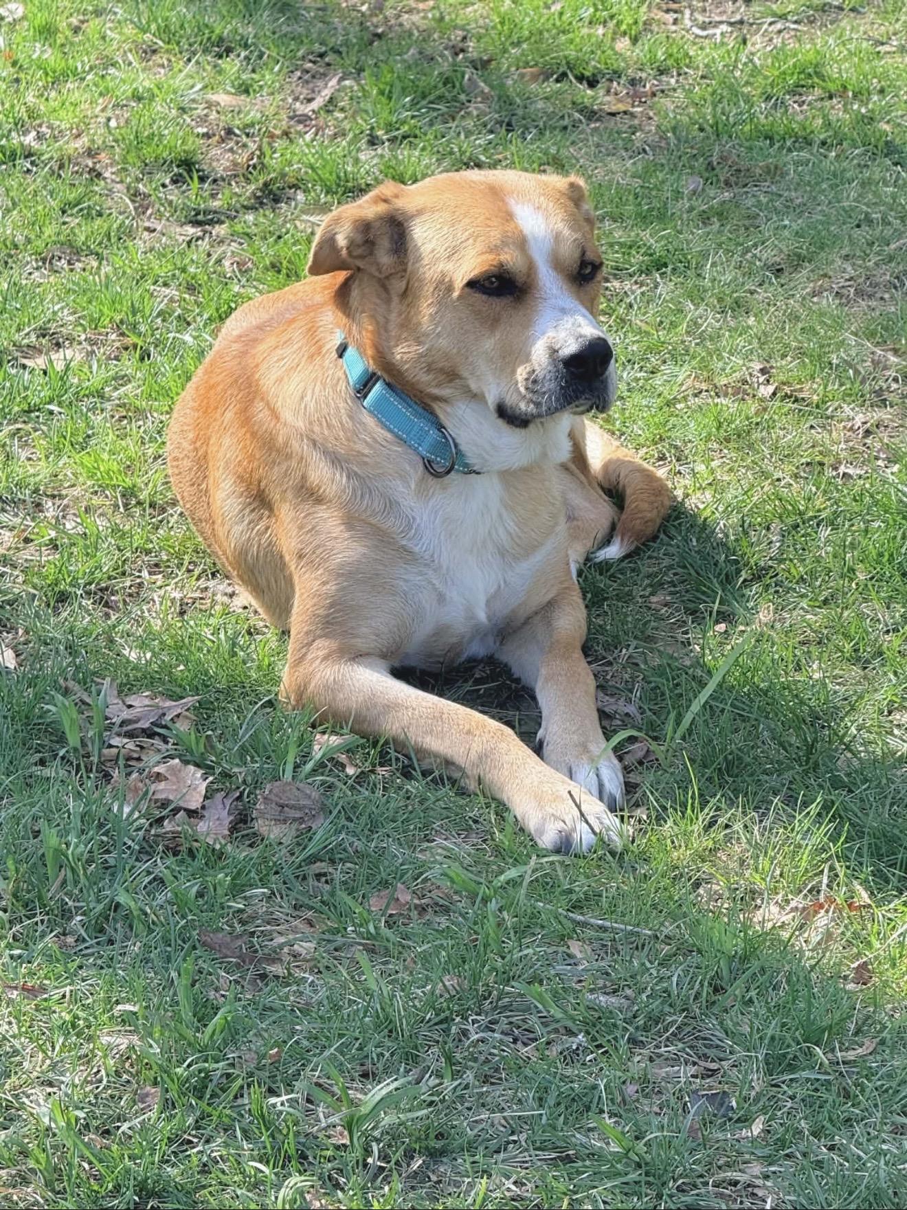 Enlarge Hazel, a Adoptable mixed breed in Annapolis, MD image 5/6