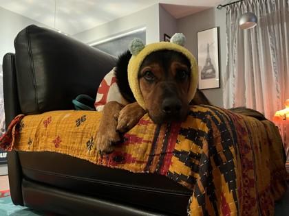 Paris, Adoptable, Adult Female Shepherd & Mixed Breed.