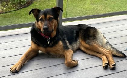 Enlarge Paris, a Adoptable mixed breed in Everett, WA image 2/3