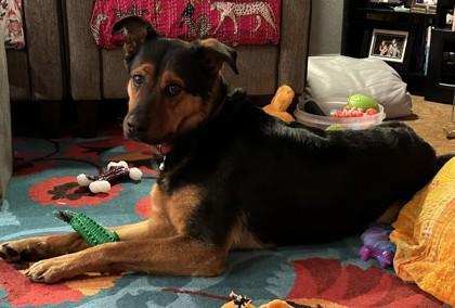 Enlarge Paris, a Adoptable mixed breed in Everett, WA image 3/3