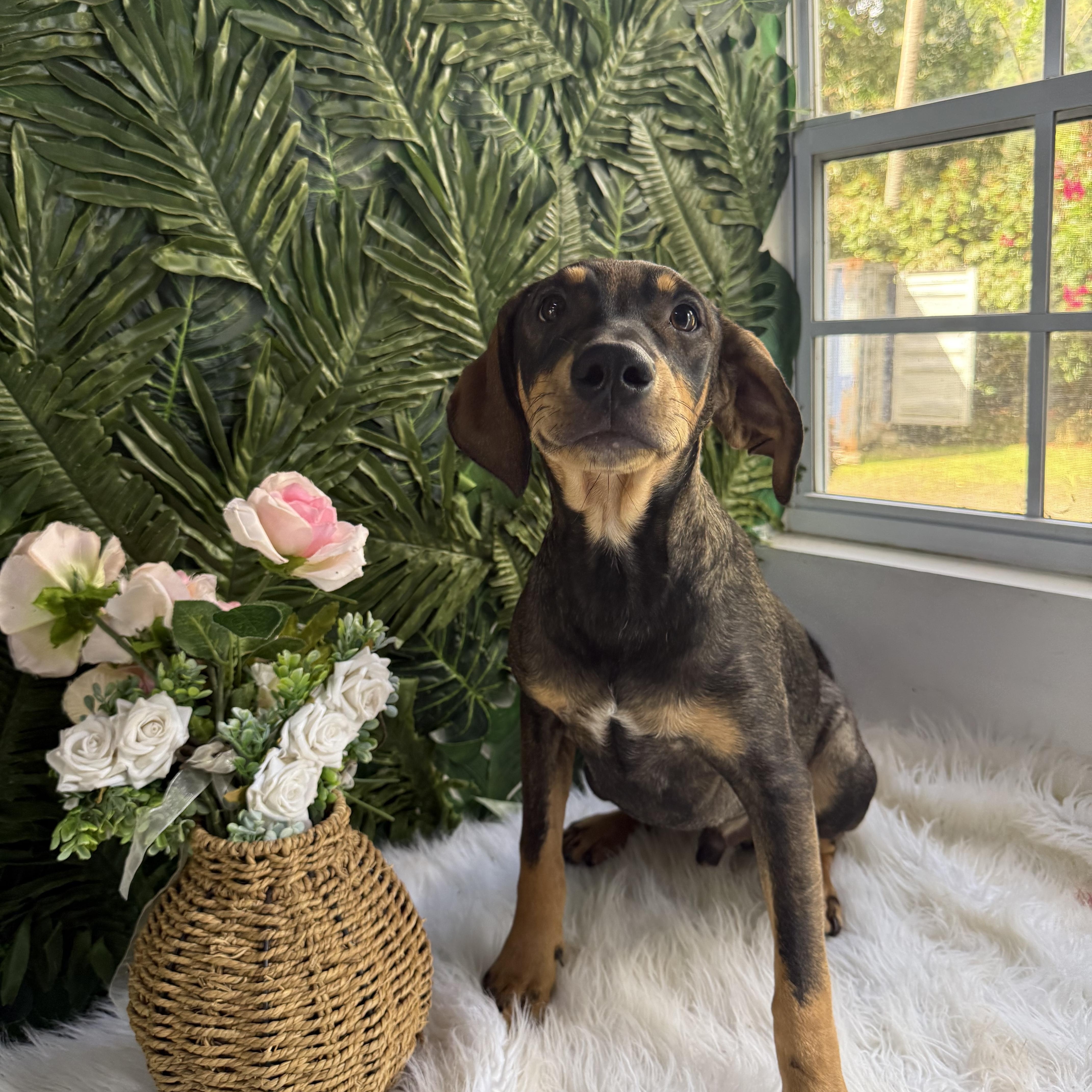 Enlarge Bear, a Adoptable Black Mouth Cur in Hamilton, ON image 2/2