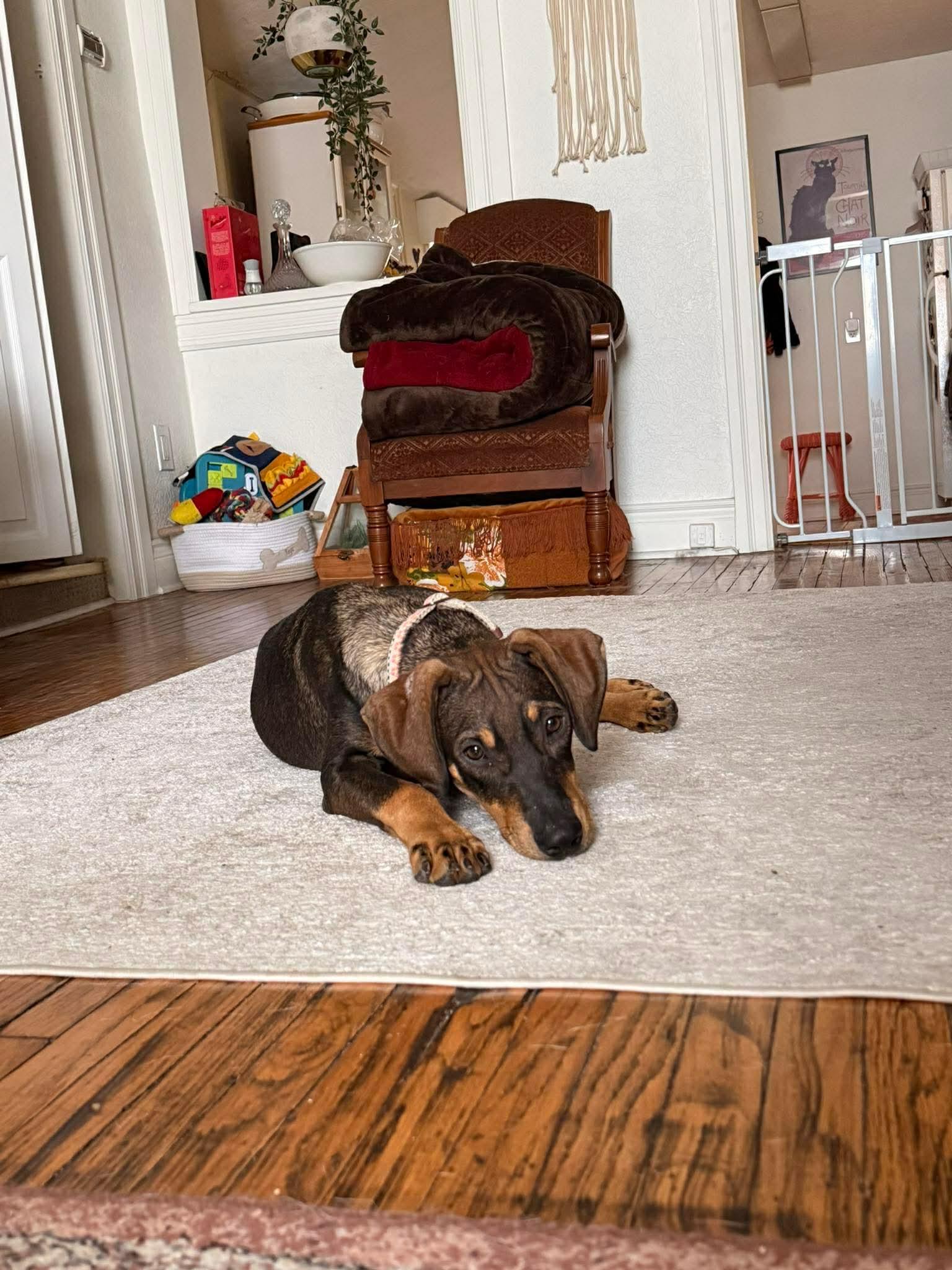 Enlarge Bear, a Adoptable Black Mouth Cur in Hamilton, ON image 1/2